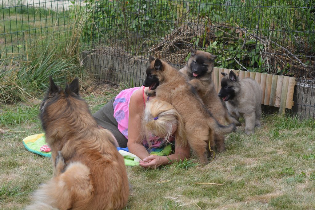 chiot Berger Belge Des Merveilles De La Baie